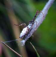 Image of Uloborus walckenaerius Latreille 1806