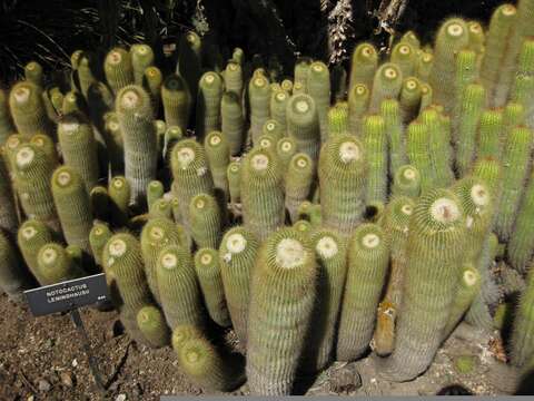 Image of Parodia lenninghausii (F. Haage) F. H. Brandt ex Eggli & Hofacker