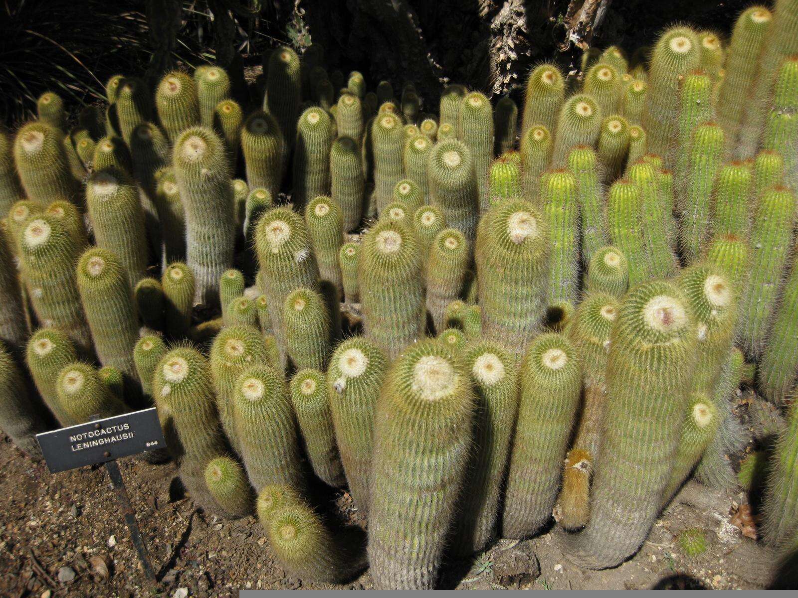 Image of Parodia lenninghausii (F. Haage) F. H. Brandt ex Eggli & Hofacker