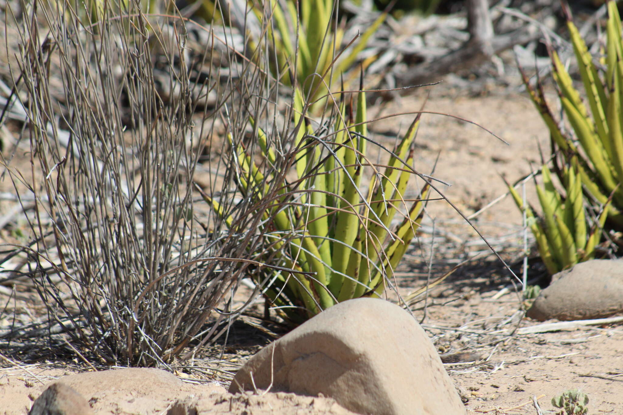 Image of Agave datylio F. A. C. Weber