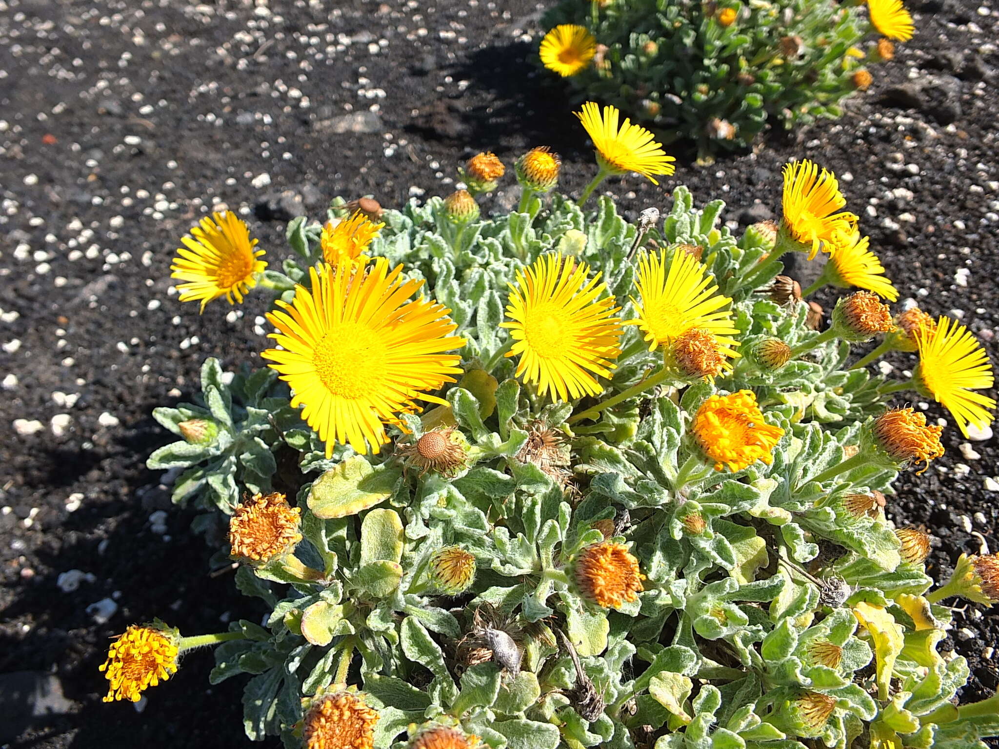 Image of Pulicaria canariensis subsp. lanata Bramw. & Kunk.