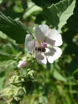 Image of Tetralonia malvae (Rossi 1790)