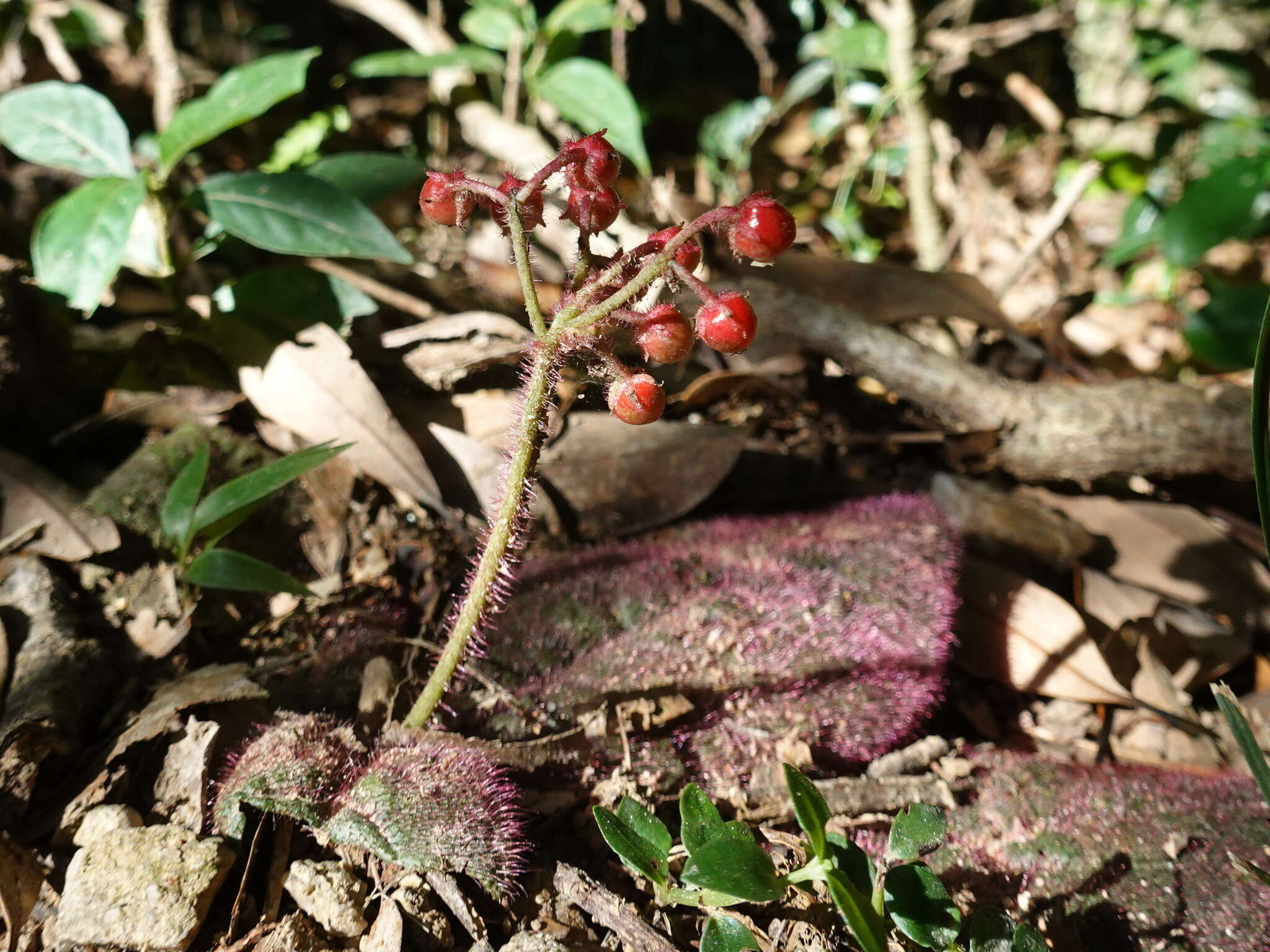 Image of Ardisia primulifolia Gardner & Champ.