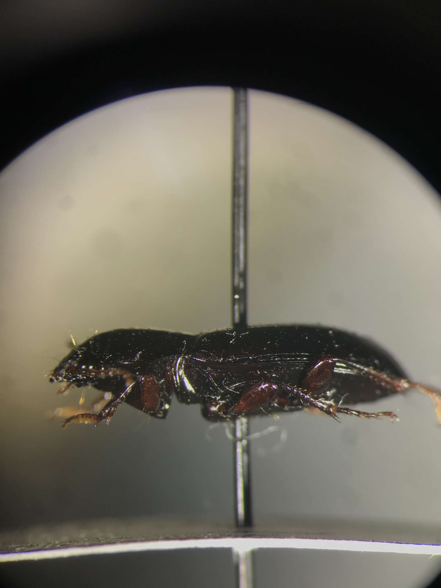 Image of Carabidae