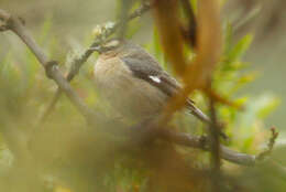 Image of Cinereous Conebill