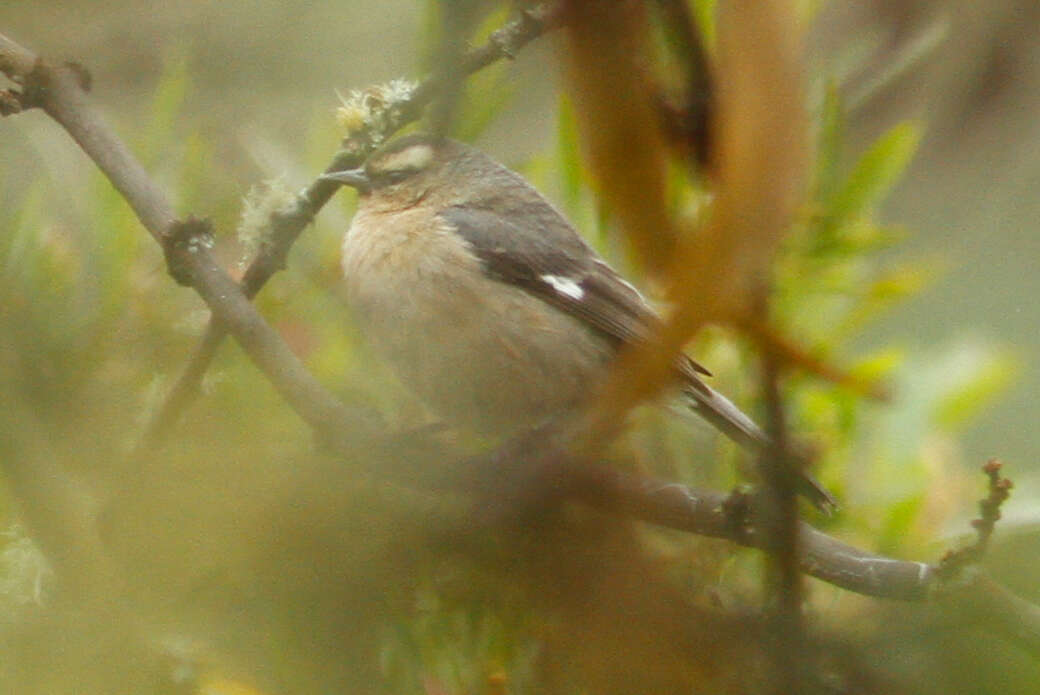 Image of Cinereous Conebill