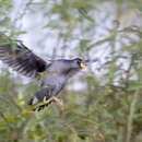 Image of Lesser Moorhen