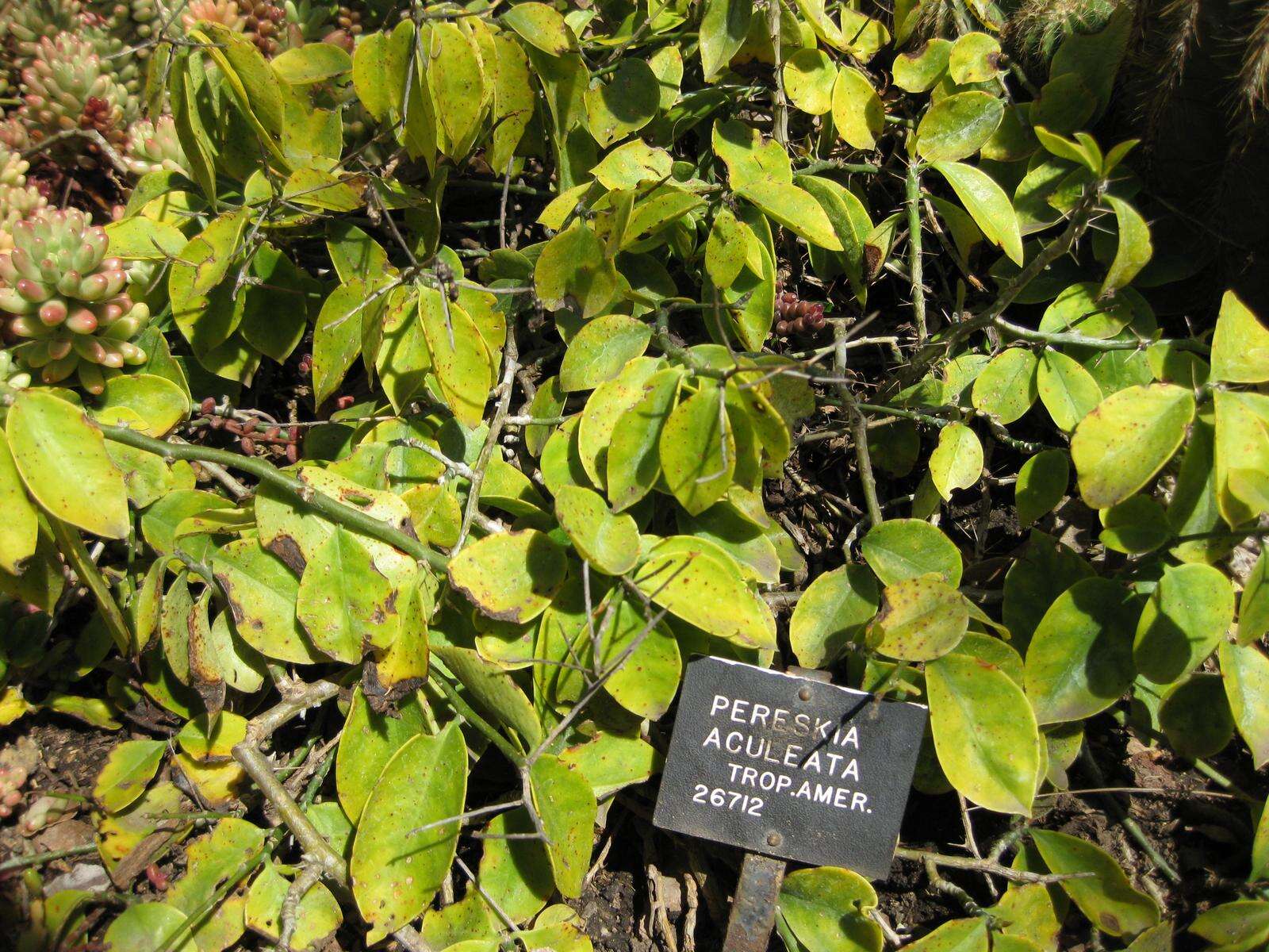 Image of Barbados shrub