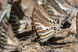 Image de Graphium aristeus (Stoll 1780)