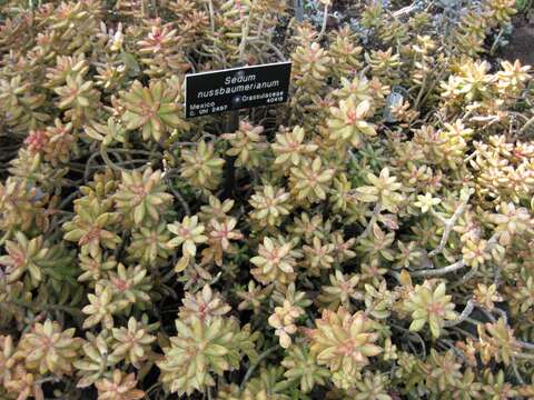 Image of Sedum nussbaumerianum Bitter