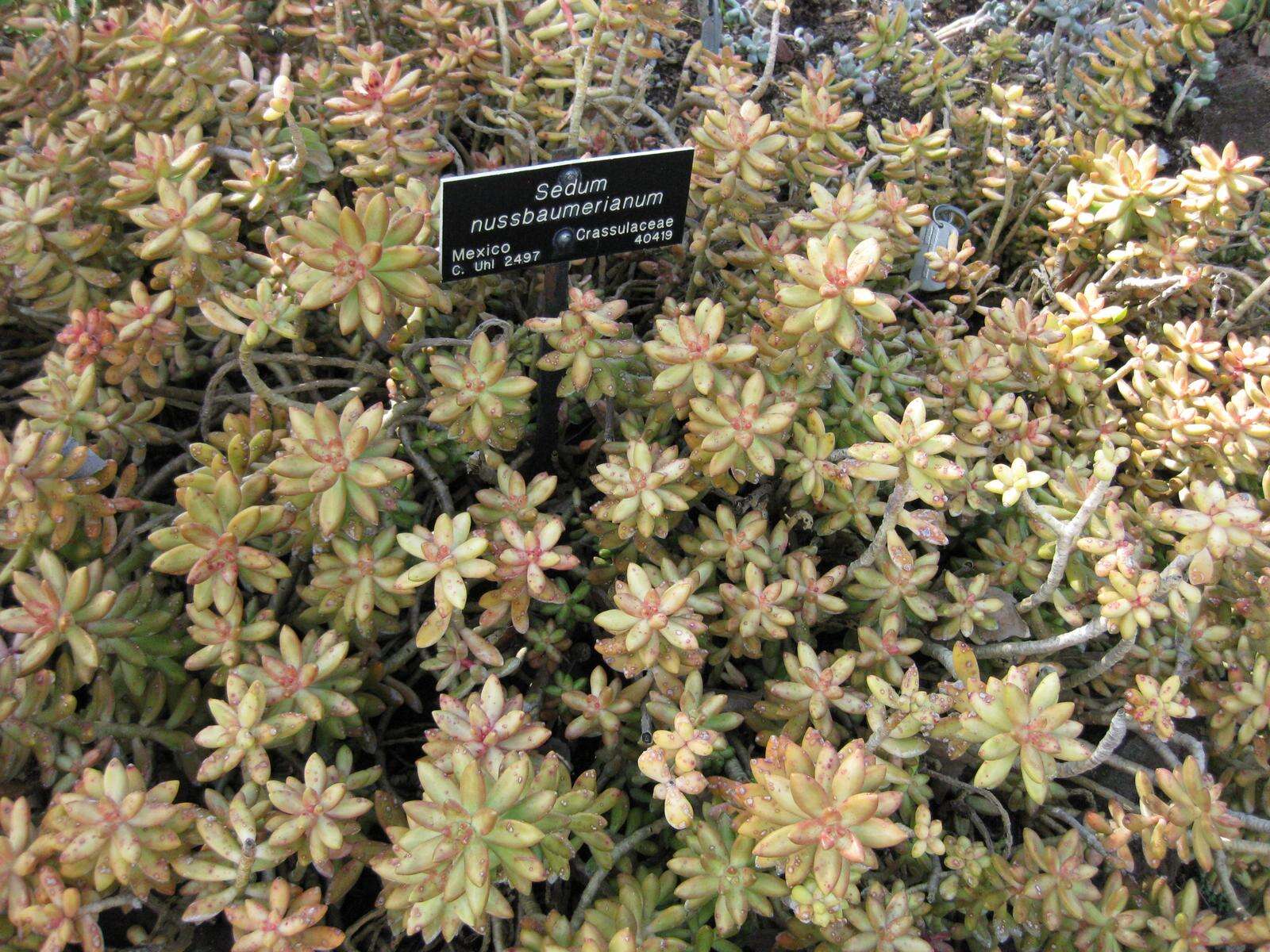 Image de Sedum nussbaumerianum Bitter