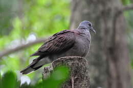 Image of Madagascar Turtle-Dove