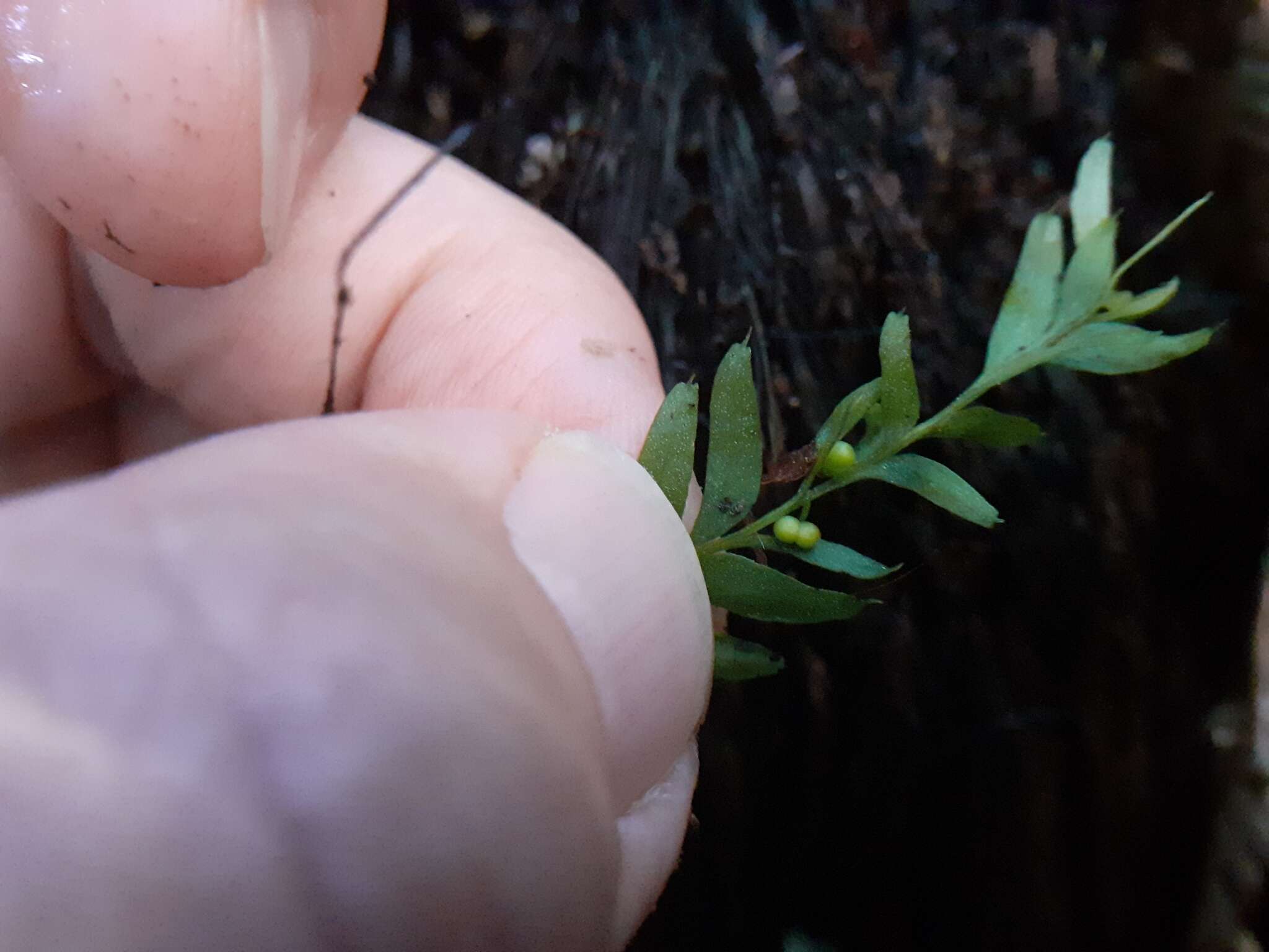 Image of Tmesipteris sigmatifolia Chinnock