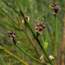 Image de Dipyrena juncea (Gillies & Hook.) Ravenna