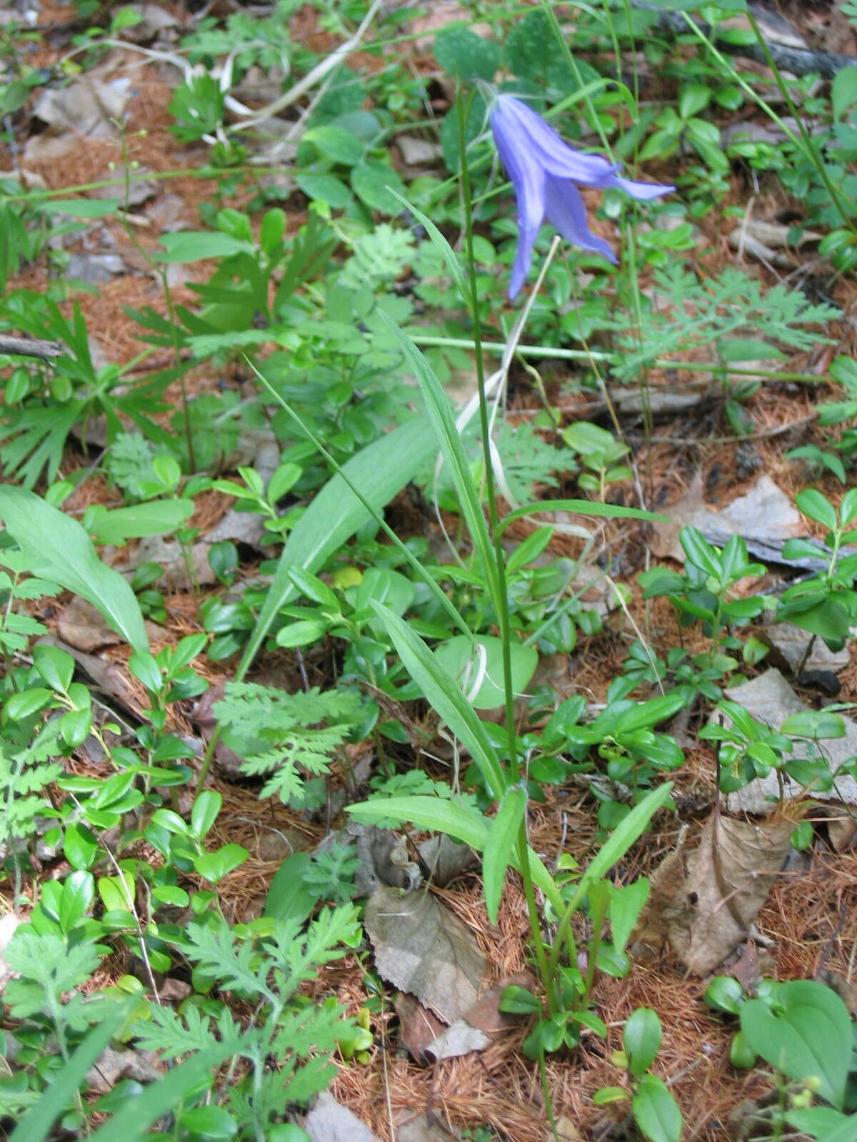 Campanula stevenii subsp. turczaninovii (Fed.) Victorov resmi