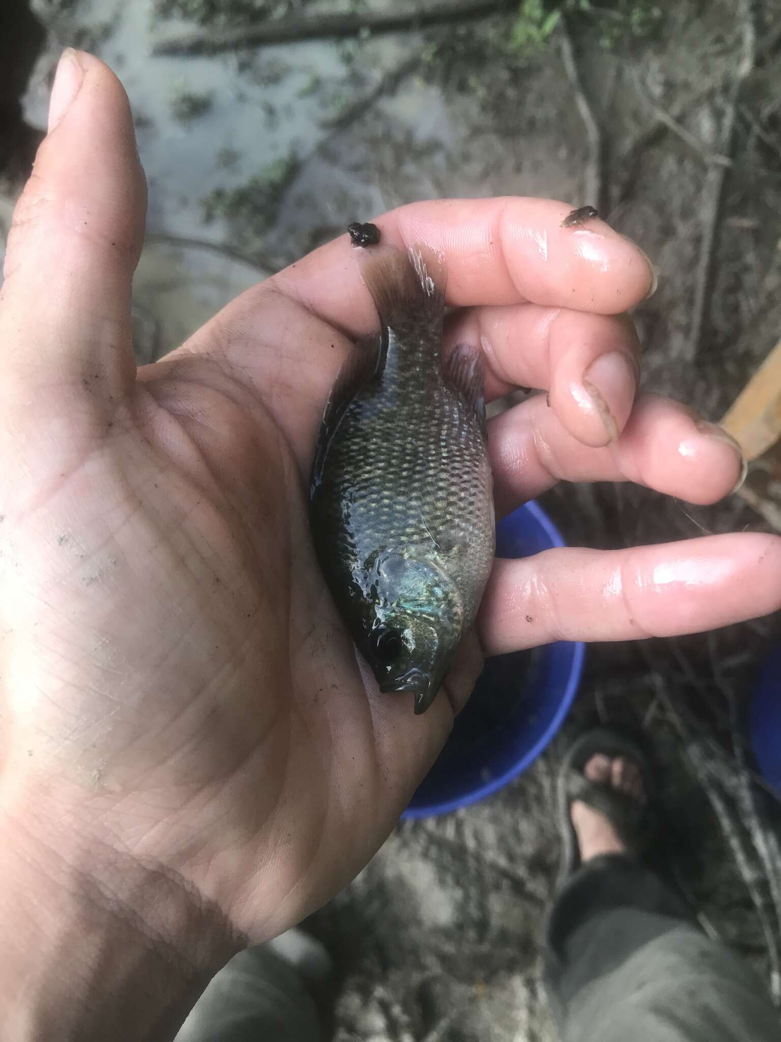 Image of Bantam Sunfish