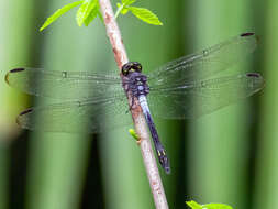 Hadrothemis infesta (Karsch 1891) resmi