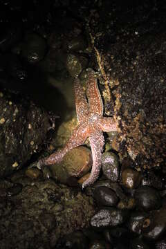 Image of Mottled star