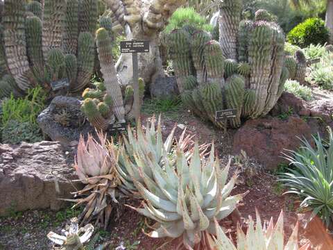 صورة Aloe melanacantha A. Berger