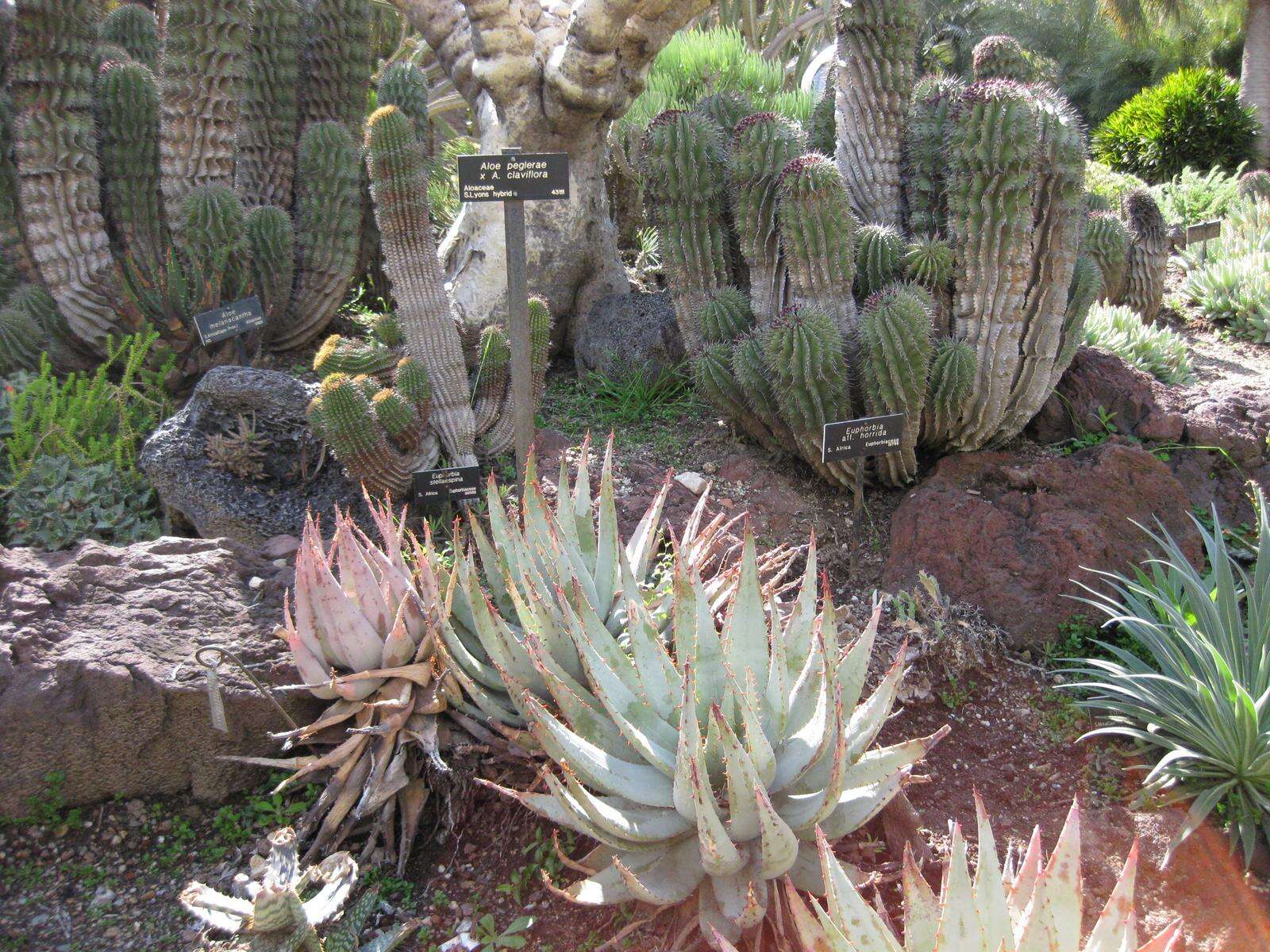 صورة Aloe melanacantha A. Berger