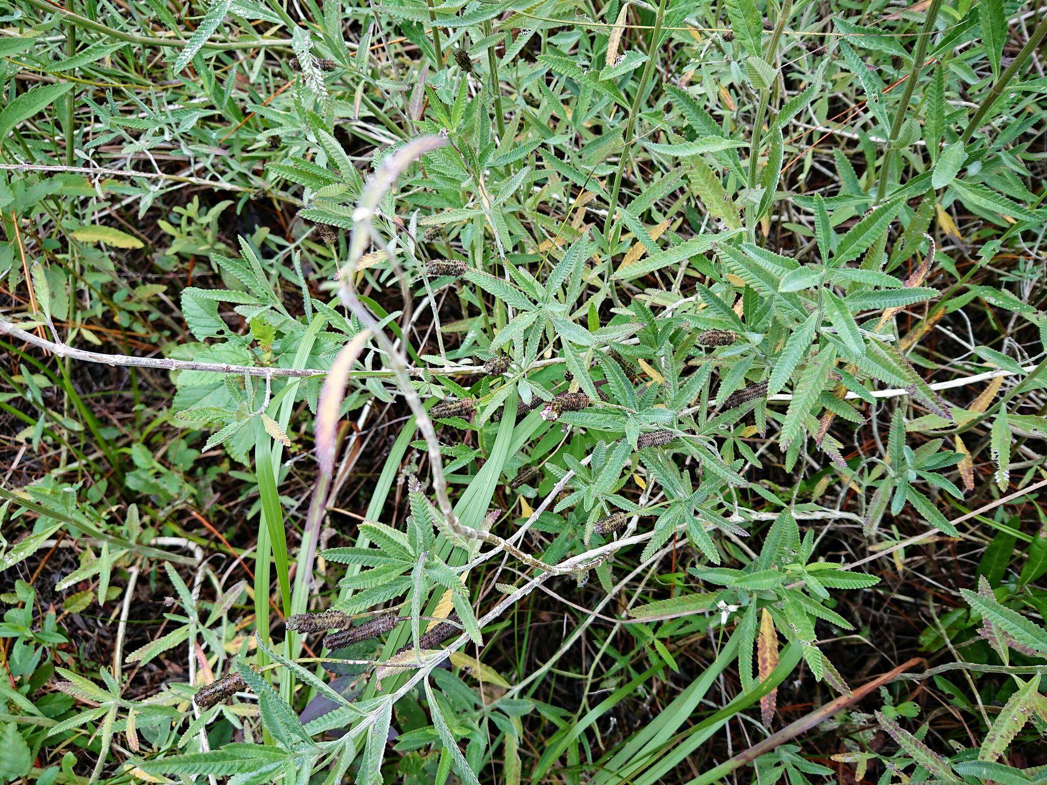 Imagem de Lippia stoechadifolia (L.) Kunth