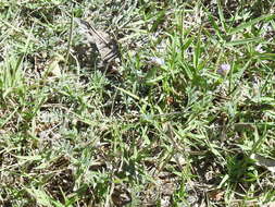 Imagem de Astragalus nuttallianus var. austrinus (Small) Barneby