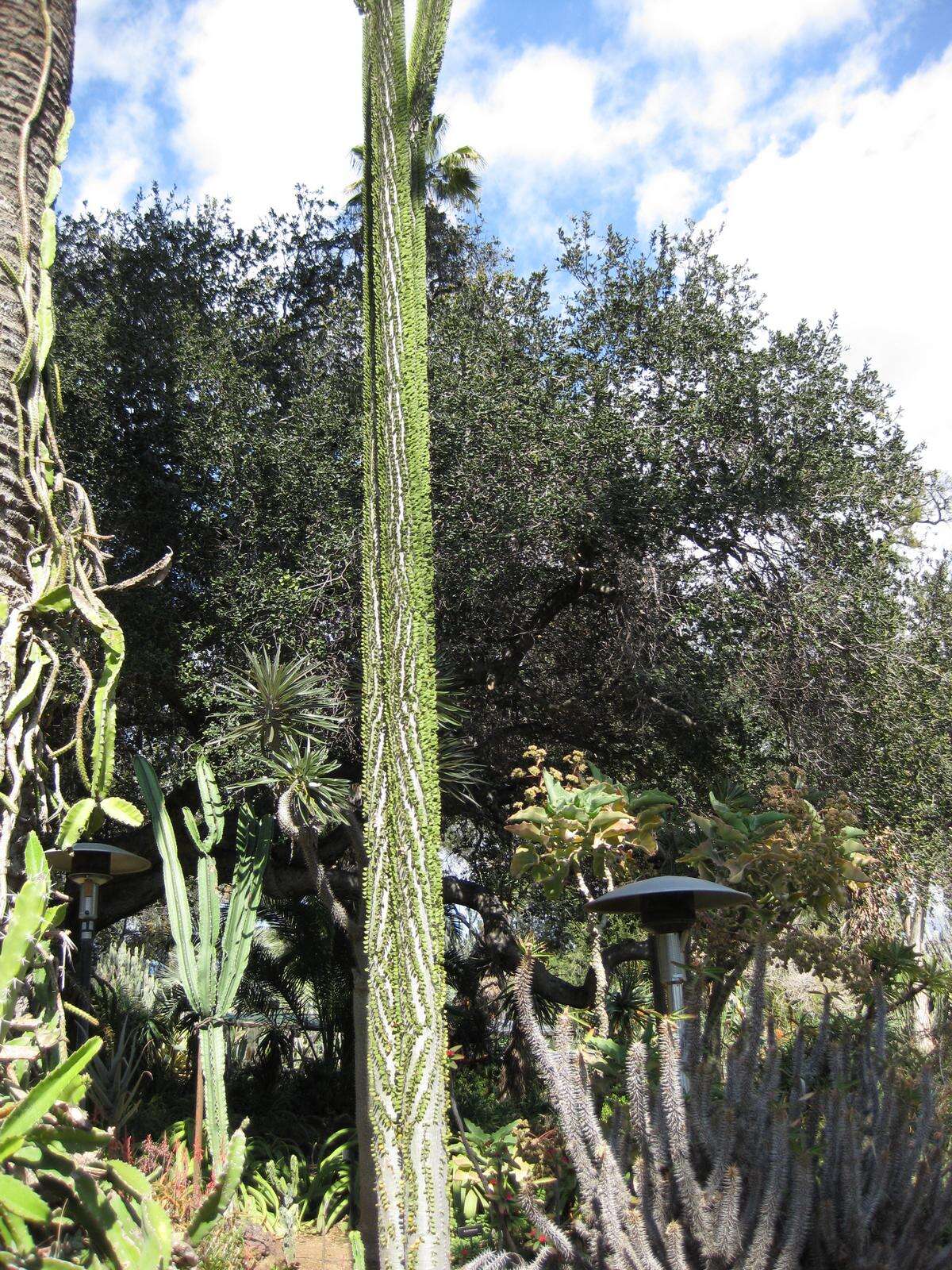 Image of Madagascan ocotillo