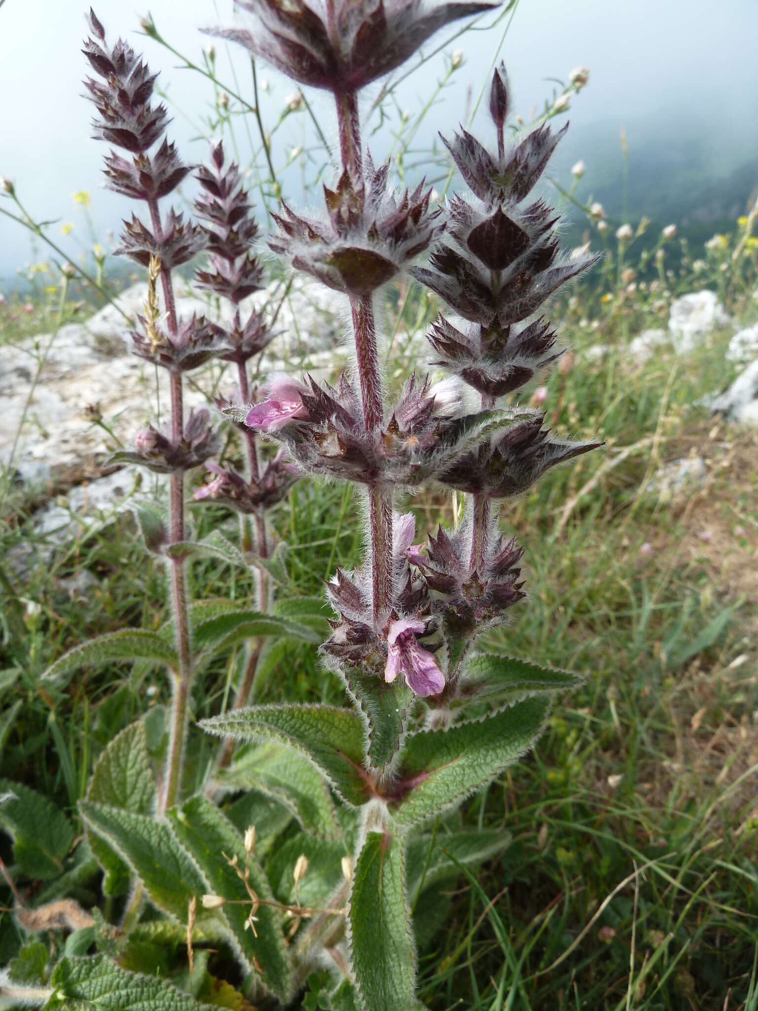 Слика од Stachys heraclea All.