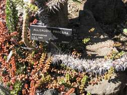 Image of Madagascan ocotillo