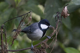 Image of Parus minor commixtus Swinhoe 1868