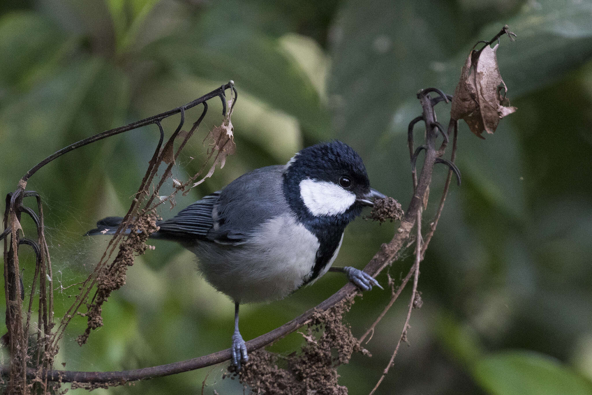 Image of Parus minor commixtus Swinhoe 1868