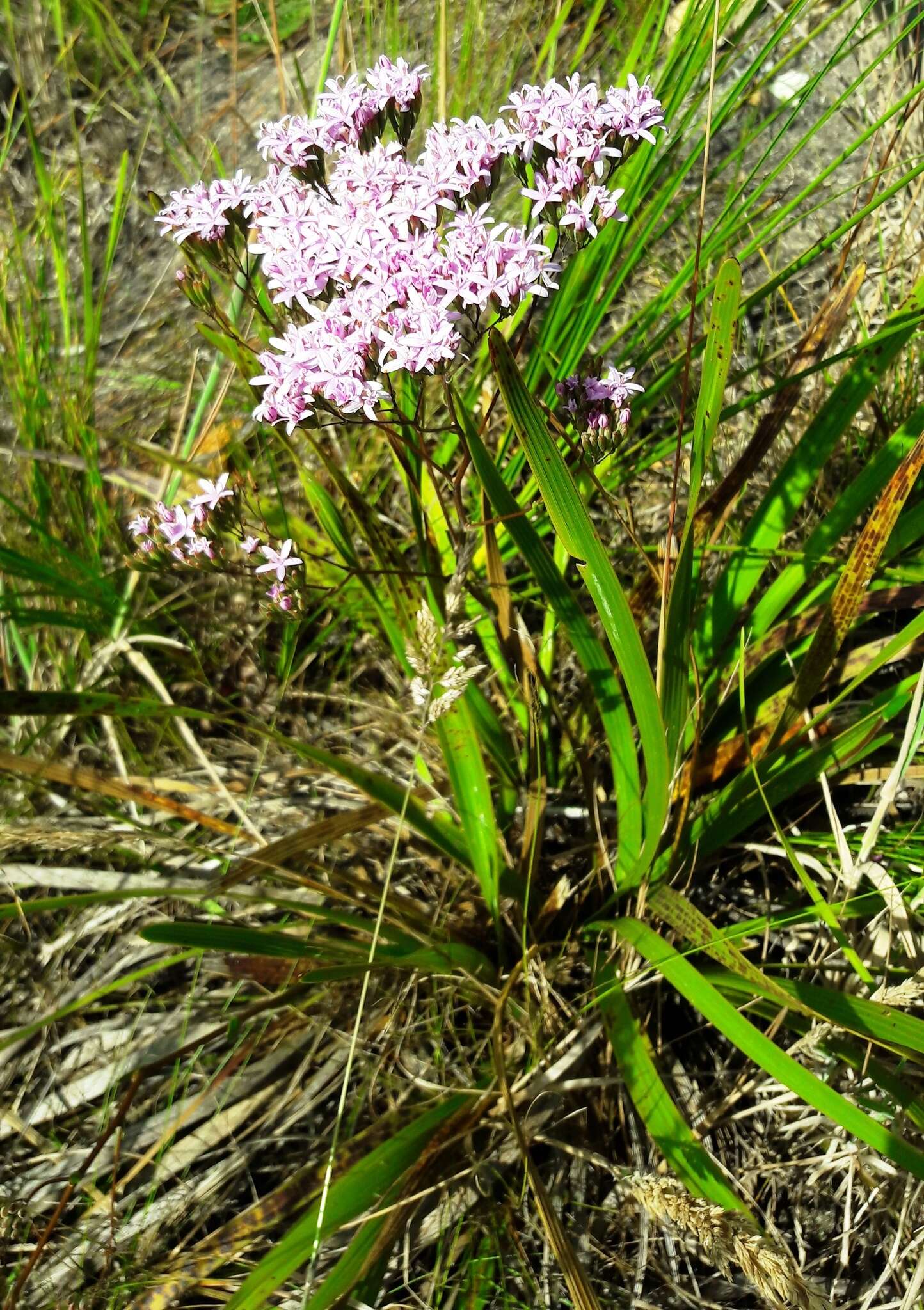 Image of Corymbium glabrum L.