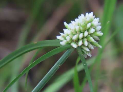 Imagem de Cyperus dubius Rottb.