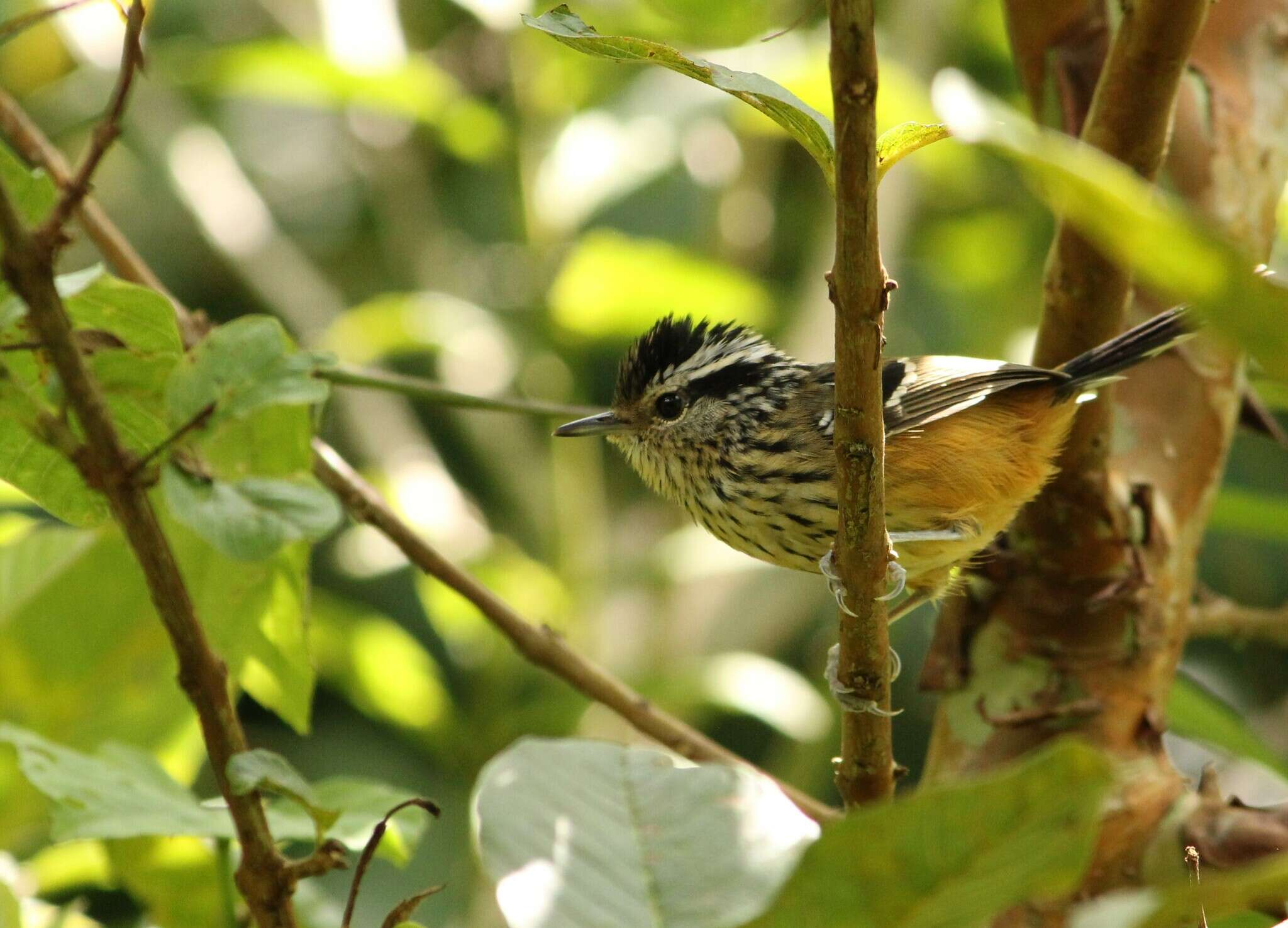 Image of Ochre-rumped Antbird