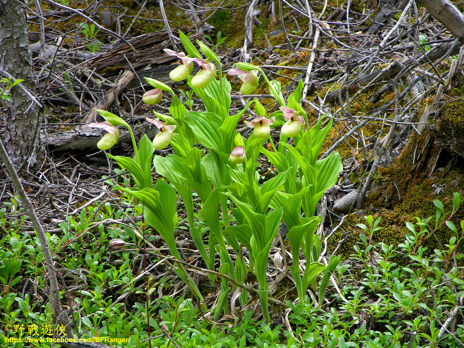 Image of Yellow Cypripedium