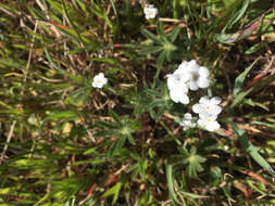 Plancia ëd Plagiobothrys nothofulvus (A. Gray) A. Gray