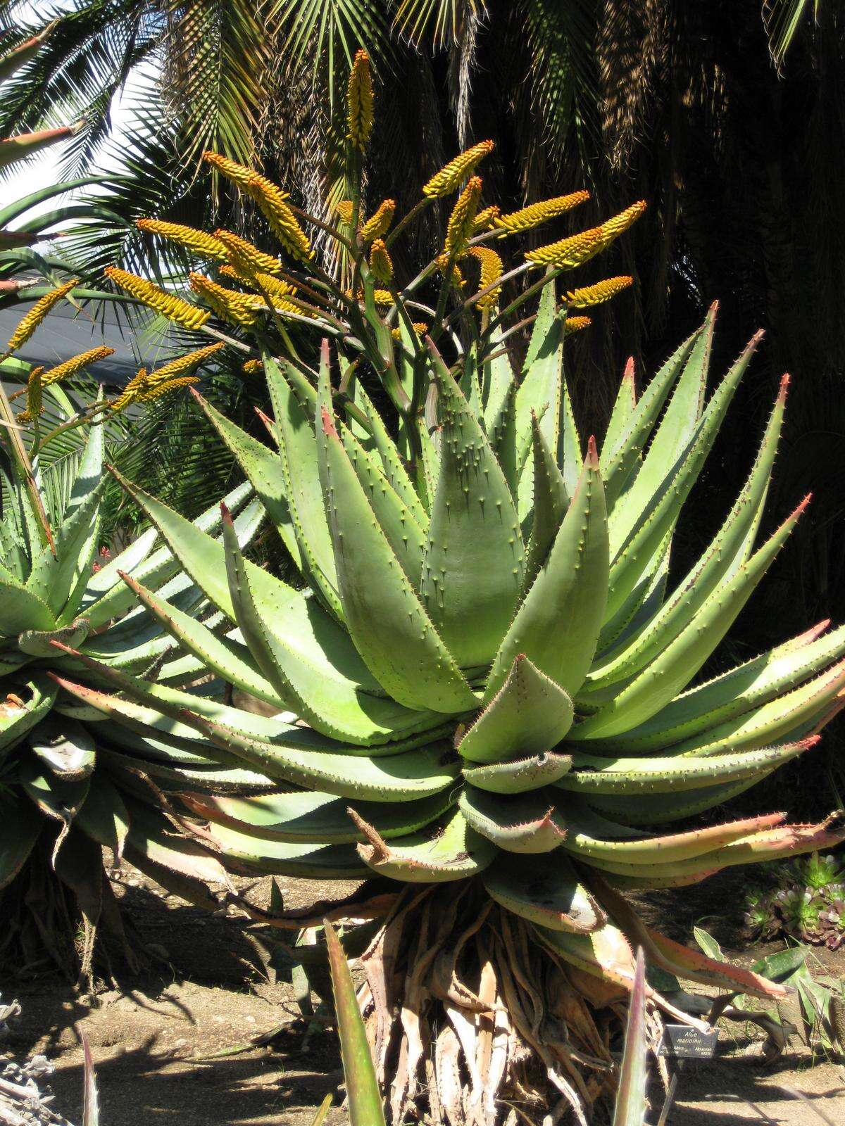 Image of Mountain aloe