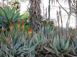 Image of Nespruit rock aloe