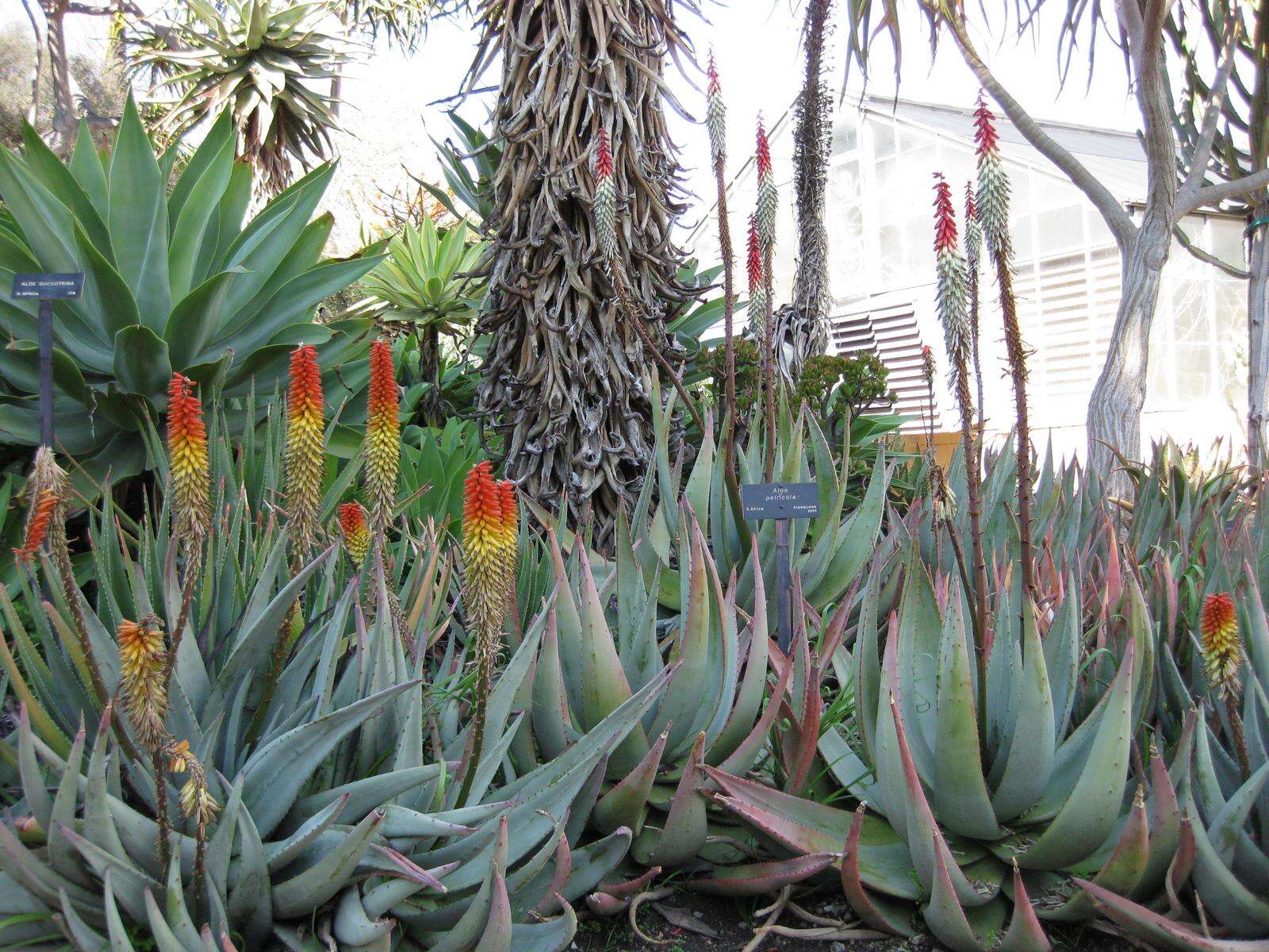 Image of Nespruit rock aloe