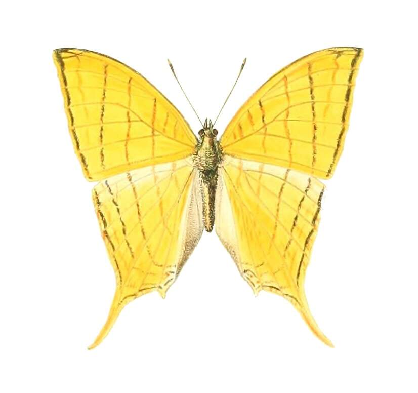 Image of Marpesia harmonia Klug 1836