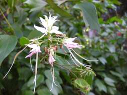 Sivun Bauhinia divaricata L. kuva