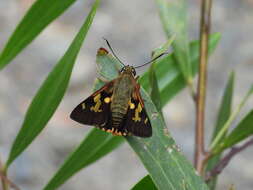 Image of Trapezites symmomus Hübner 1923