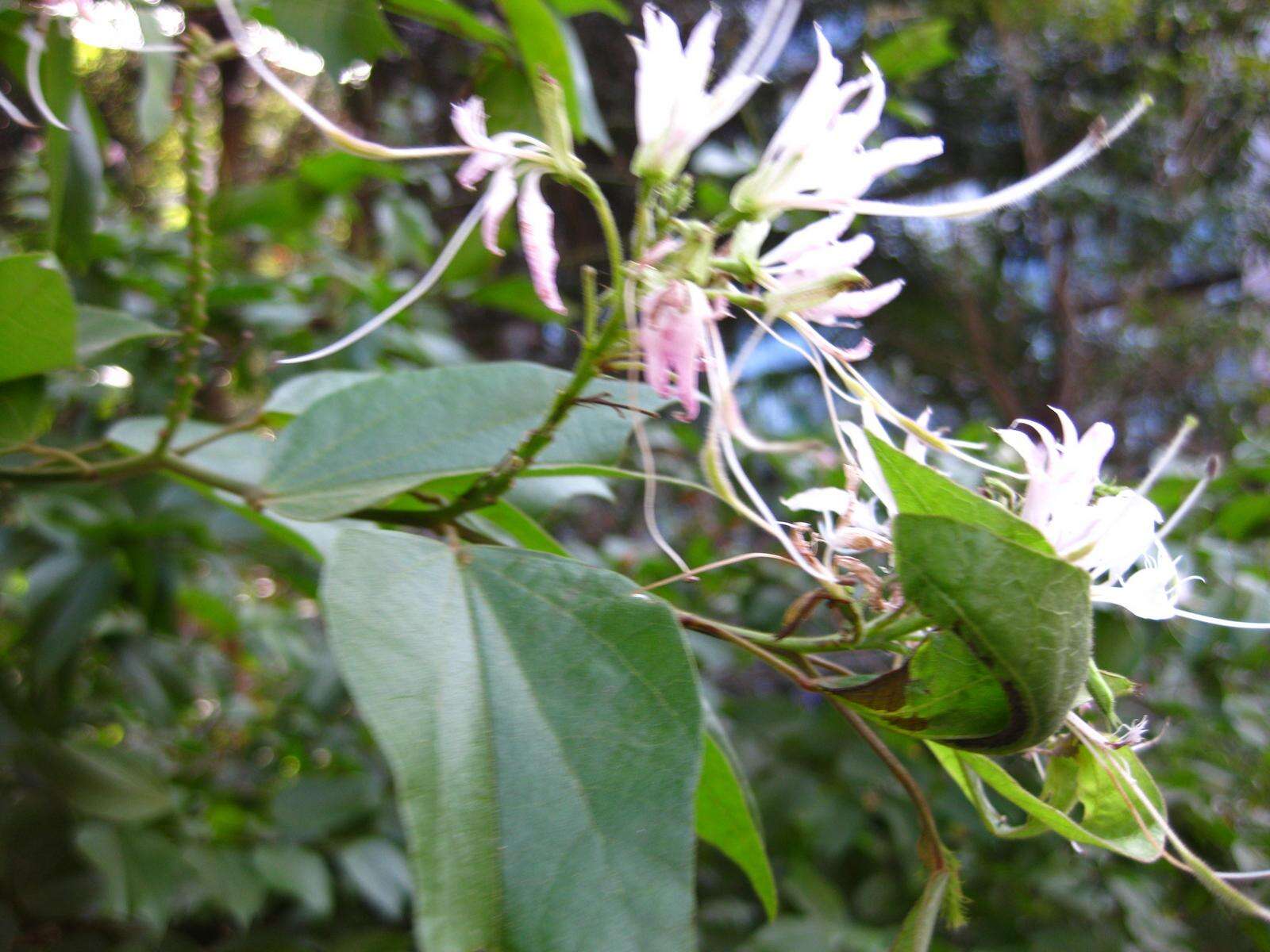 Sivun Bauhinia divaricata L. kuva