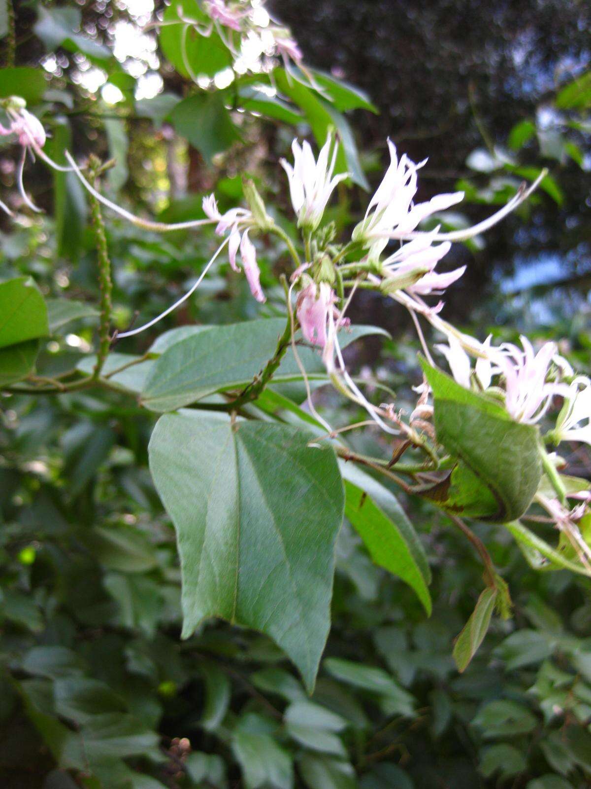 Sivun Bauhinia divaricata L. kuva