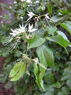 Sivun Bauhinia divaricata L. kuva