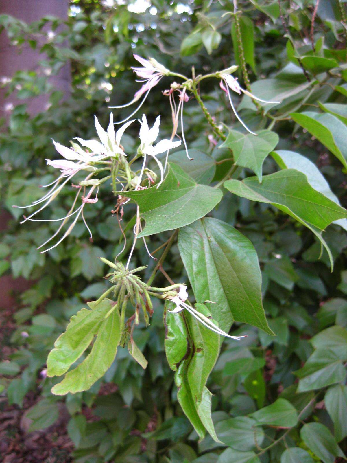 Sivun Bauhinia divaricata L. kuva