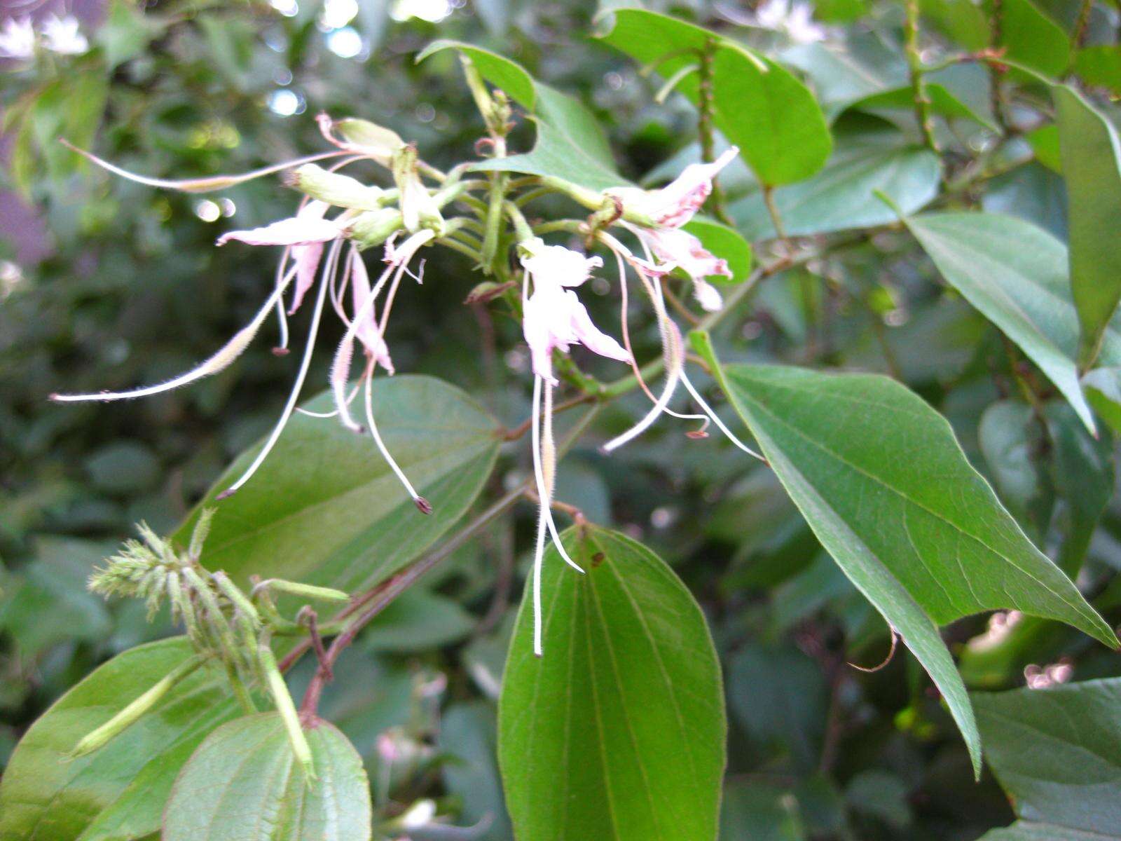 Sivun Bauhinia divaricata L. kuva