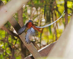 Image of Madagascar Paradise Flycatcher