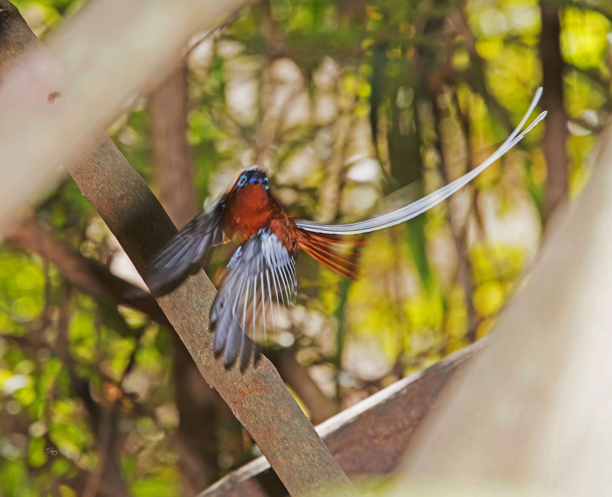 Image de Gobemouche paradis malgache