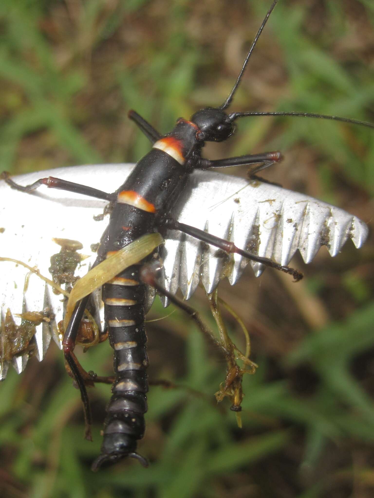 Image of Monticomorpha flavolimbata (Redtenbacher 1906)